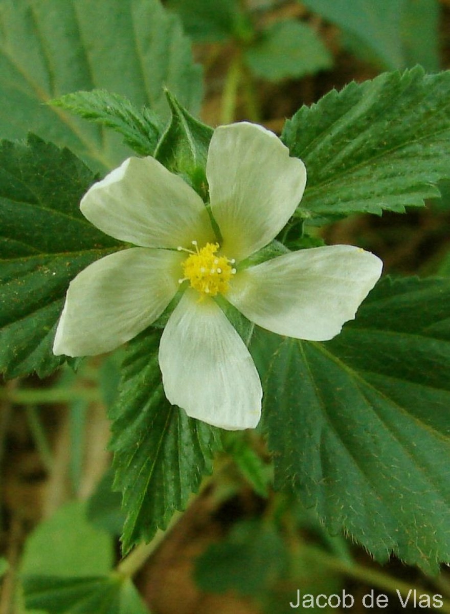Malvastrum coromandelianum (L.) Garcke